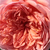 Ružová - Anglická ruža - Candy Rain